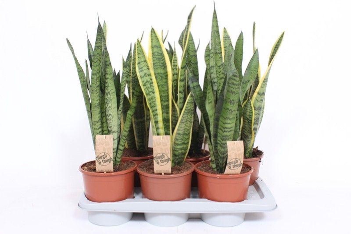 <h4>Sansevieria mix</h4>