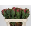 Protea Brenda