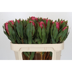 Protea Brenda