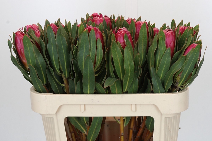 Protea Brenda