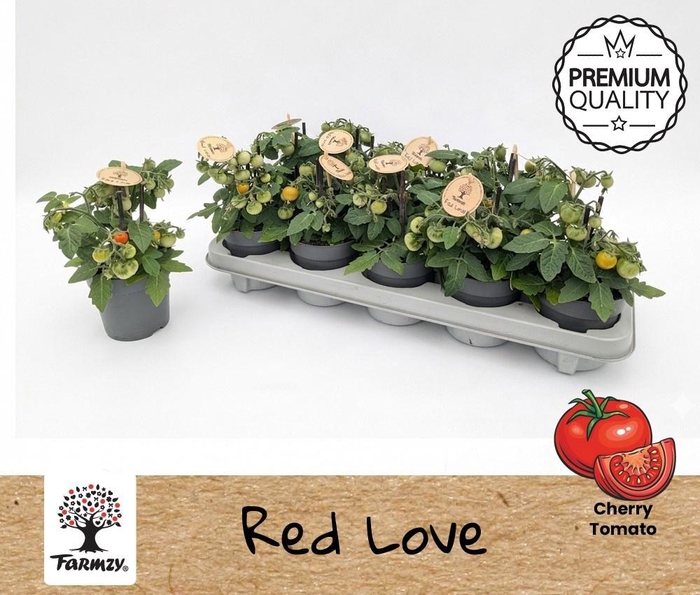 <h4>TOMATENPLANTEN</h4>