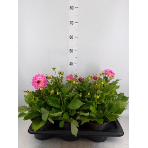 Dahlia  'Dalina Maxi Pink'