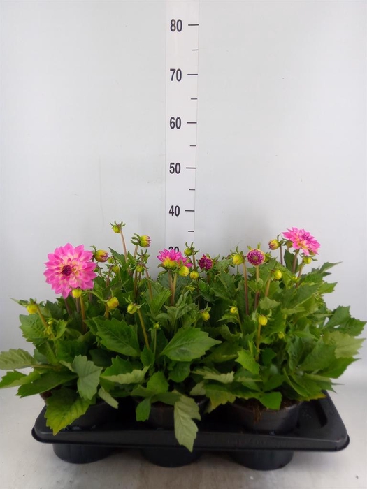 <h4>Dahlia  'Dalina Maxi Pink'</h4>
