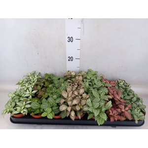 Fittonia   ...mix 7