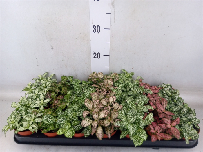 <h4>Fittonia   ...mix 7</h4>
