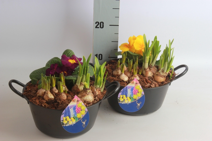 <h4>ARR BOL KNOLGEWAS</h4>