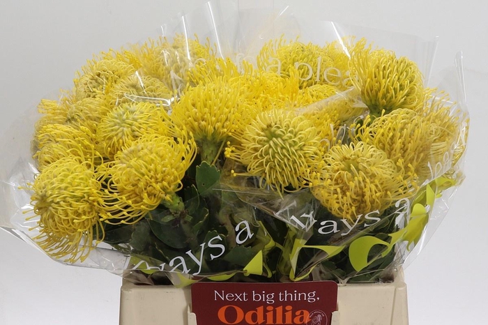 <h4>LEUCO CO HIGH GOLD</h4>