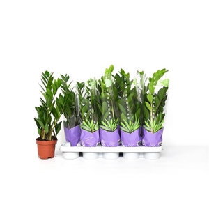 Zamioculcas zamifolia 12Ø 50cm 3st