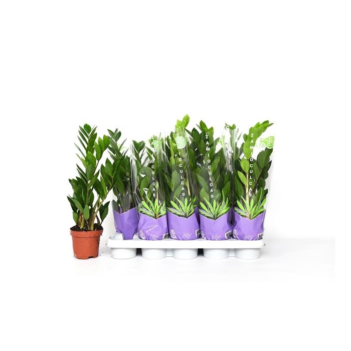 <h4>Zamioculcas zamifolia 12Ø 50cm 3st</h4>