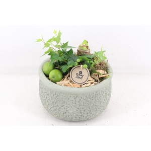 arr4 Amaryllis PL - Barok green 401/2