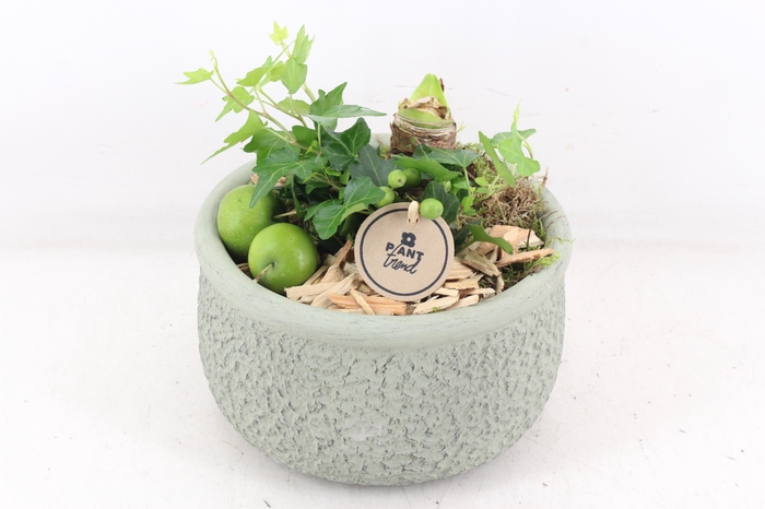 <h4>arr4 Amaryllis PL - Barok green 401/2</h4>