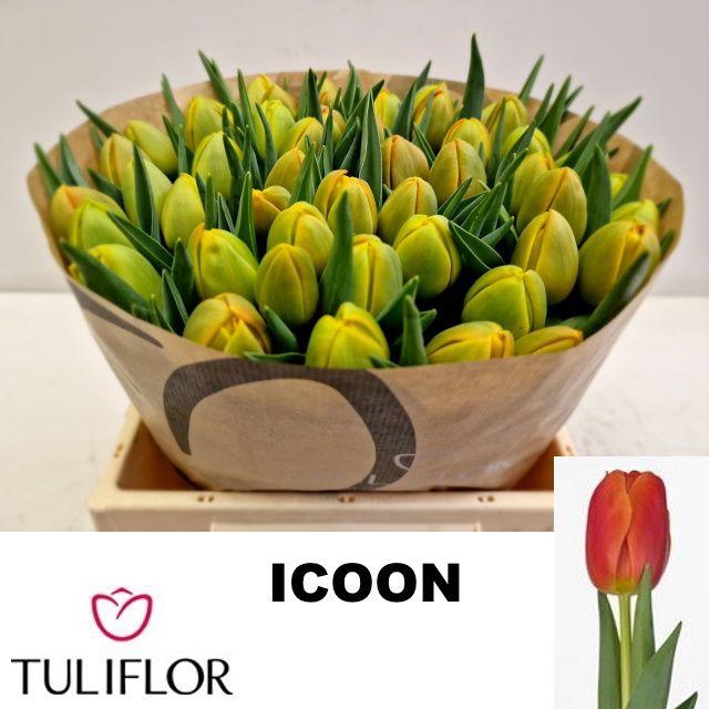 <h4>TU DU ICOON</h4>