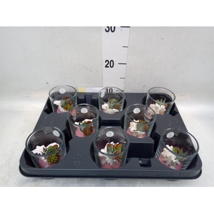 Planten  ..in schelp L%