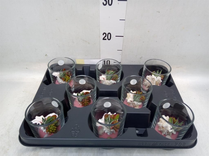 <h4>Planten  ..in schelp L%</h4>