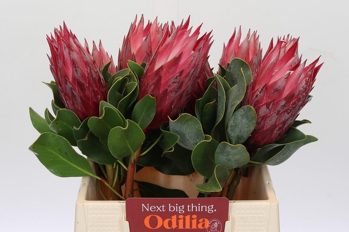 <h4>Protea Cynaroides Madiba</h4>