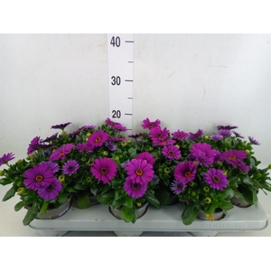 Osteospermum  'Margarita Cool Purp'