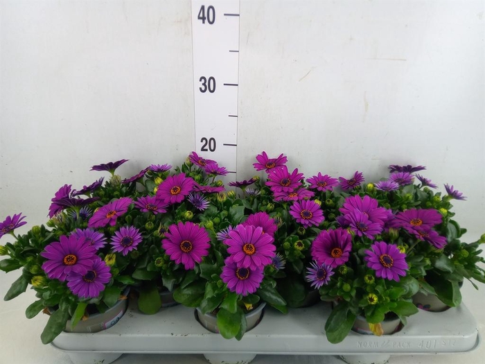 <h4>Osteospermum  'Margarita Cool Purp'</h4>