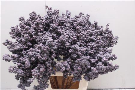Bes Op Stok Bordeaux