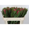 Protea Brenda
