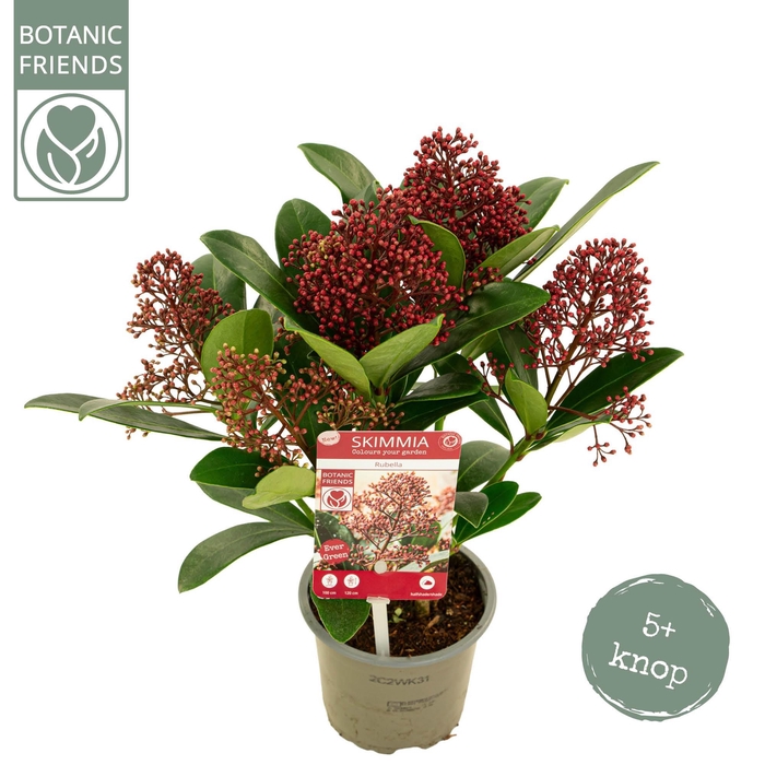 <h4>Skimmia japonica 'Rubella' 5+</h4>