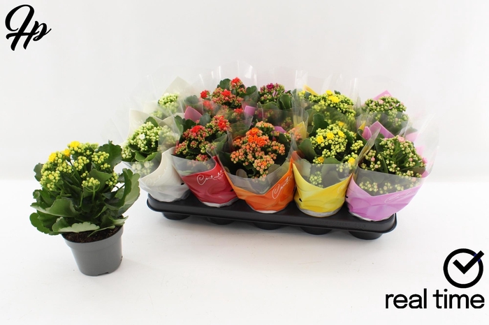 <h4>KAL GE GEM 5 KL</h4>