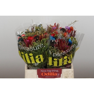 BQ Kaaps Groen Mandarin