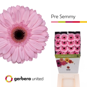 Gerbera Pre-Semmy Diamond