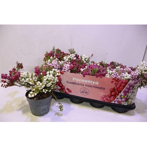 Gaulth Mucronata Duo Mix In Pot