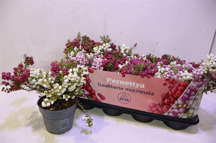 <h4>Gaulth Mucronata Duo Mix In Pot</h4>