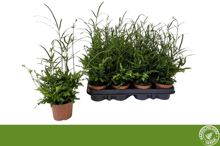 <h4>PTERIS ENSIFORMIS</h4>