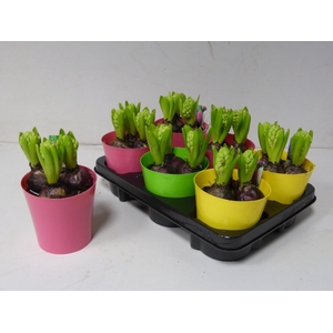ARR HYACINTH