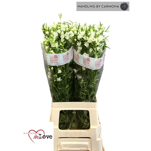 DELPH EN M SIL WHITE