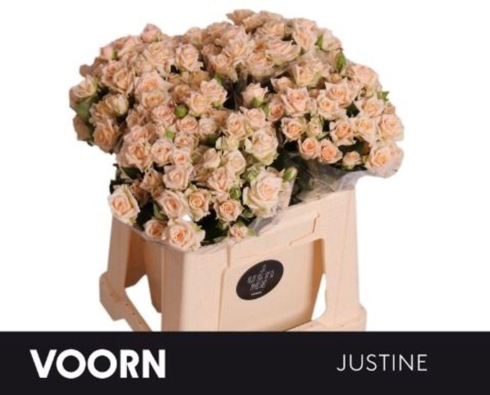 <h4>Rosa spray justine</h4>