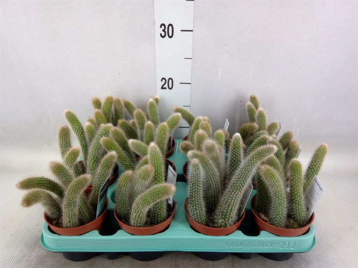 <h4>Cactus   ...</h4>