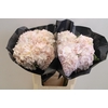 Hydrangea pink light