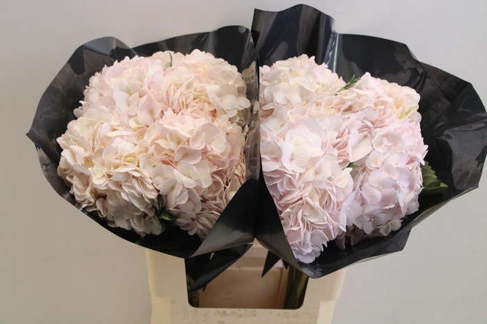Hydrangea pink light