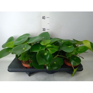 Peperomia polybotrya 'Raindrop'