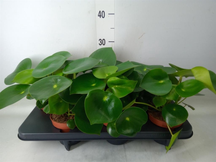 <h4>Peperomia polybotrya 'Raindrop'</h4>