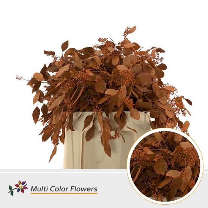 <h4>Euc Populus Bes Frost Oranje</h4>