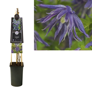 Clematis Spiky PBR +3.0 label
