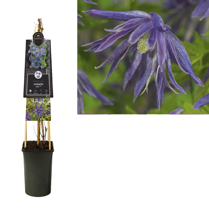 <h4>Clematis Spiky PBR +3.0 label</h4>