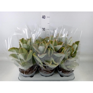Kalanchoe NF beharensis