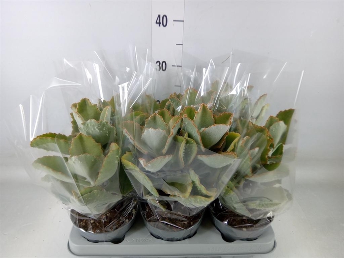 <h4>Kalanchoe NF beharensis</h4>