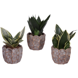 Sansevieria Compacta mix Ø09cm in Ø12cm Ceramic PL670