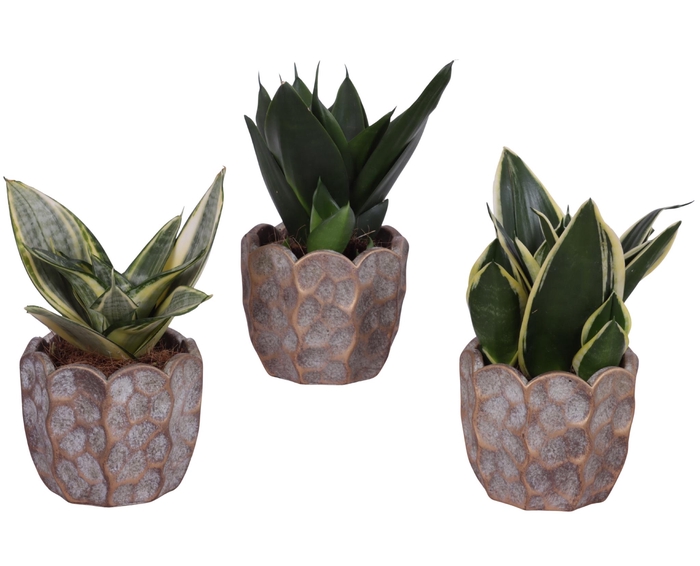<h4>Sansevieria Compacta mix Ø09cm in Ø12cm Ceramic PL670</h4>