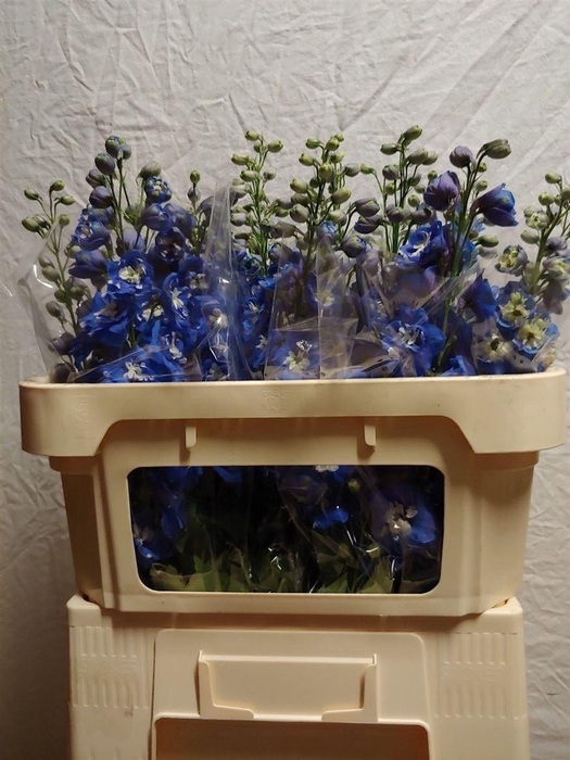 <h4>Delph Du Aurora Blue</h4>