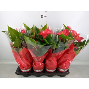 Anthurium andr. 'Casparo'