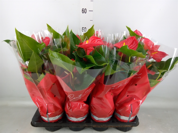 <h4>Anthurium andr. 'Casparo'</h4>