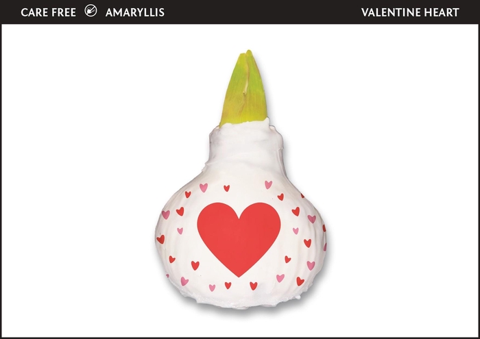 <h4>A.BULB of Art - 36cm Valentine Heart</h4>