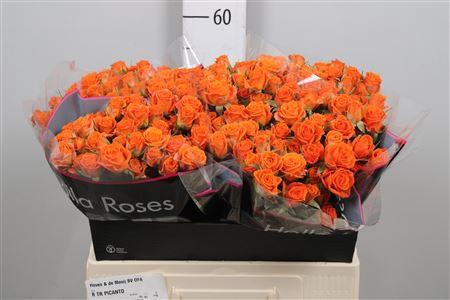 <h4>R Tr Picanto</h4>